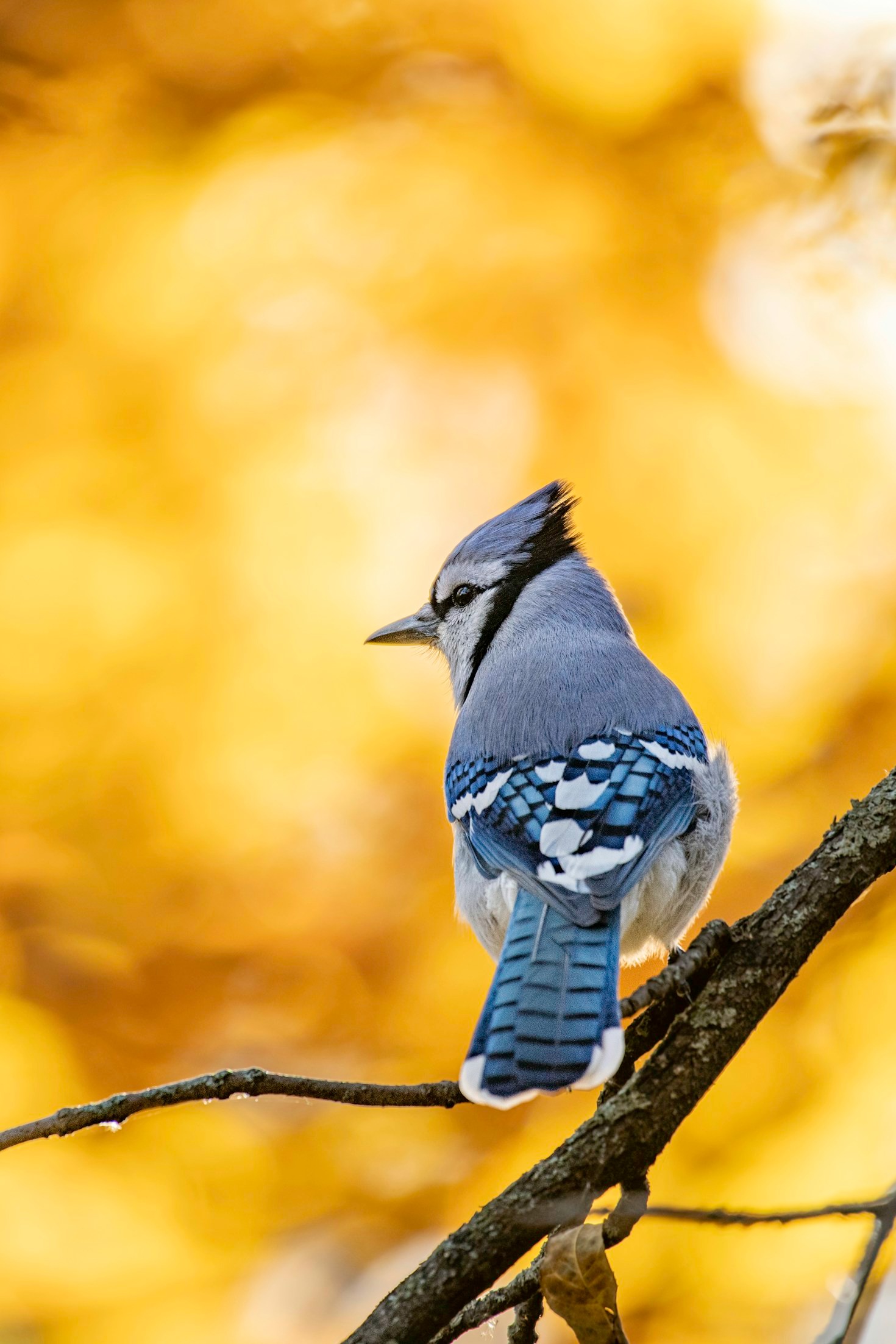 Cómo la observación de aves fomenta la meditación